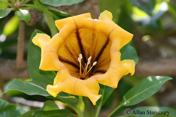 Strange Blossom