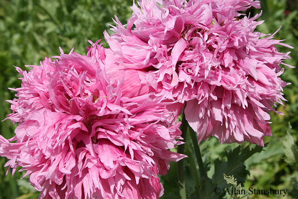 Pink Fire Dahlias