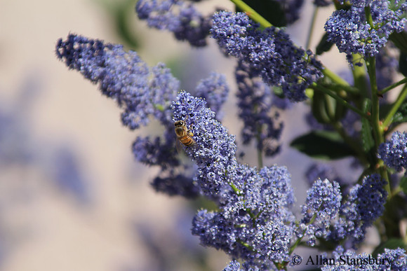 A Bee's Feast