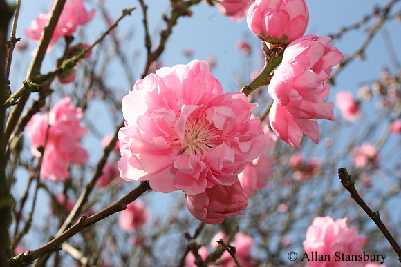 Pink Blossom