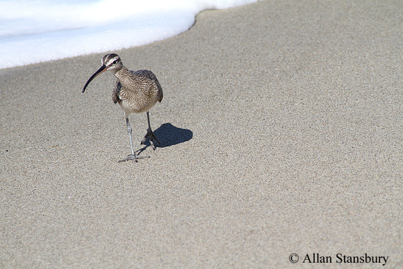 Beach Runner