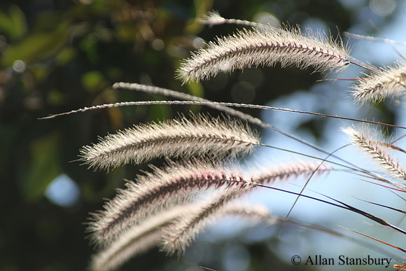 Cat Tails