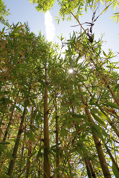 Bamboo In The Sun