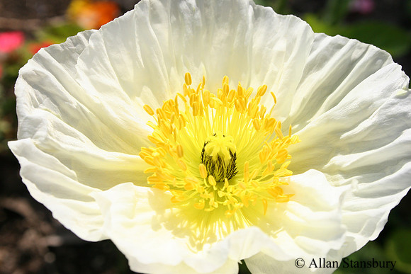 Crinkled White