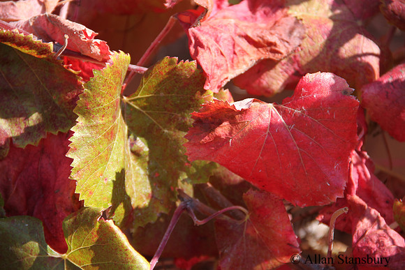 Autumn Leaves