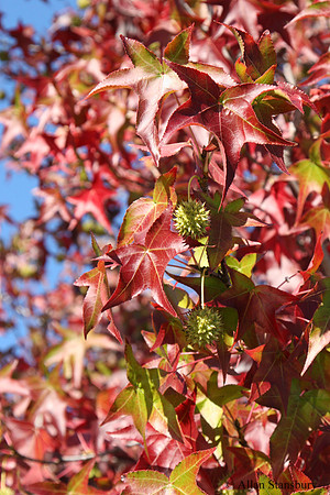 Courtyard Tree