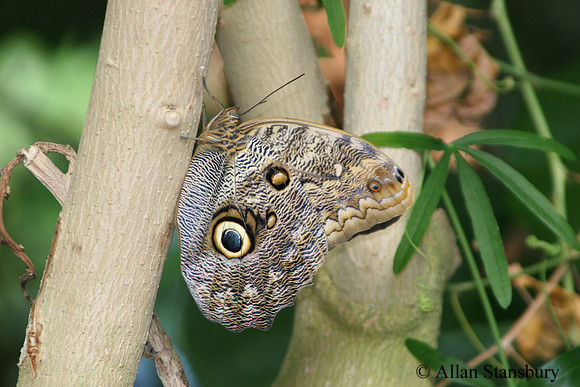 Eye of the Butterfly