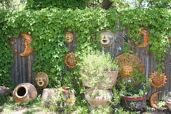 Sunny Faces