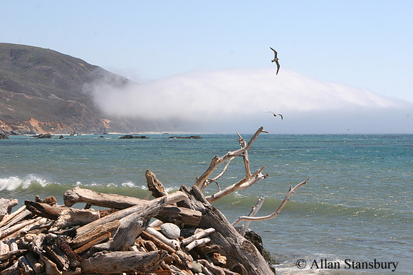 Driftwood Beach
