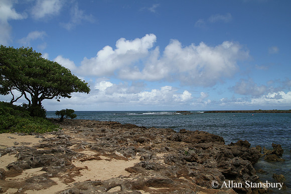 Turtle Bay