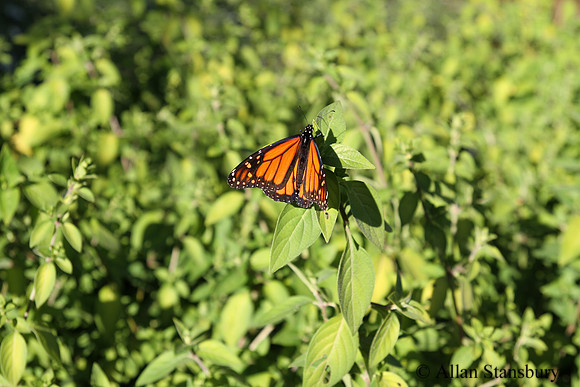 Monarch