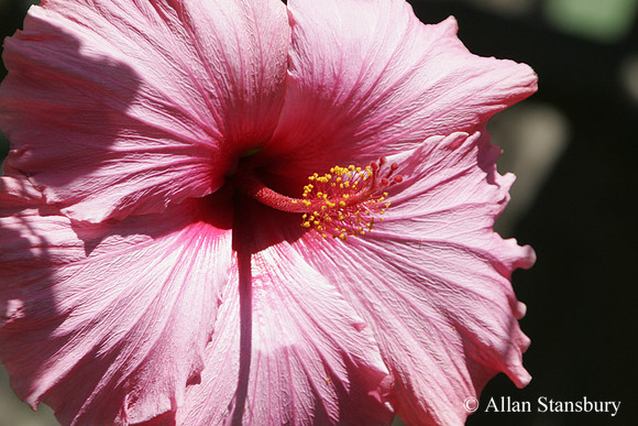 Pink Beauty