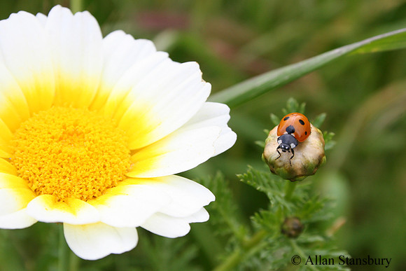 Ladybug Luck
