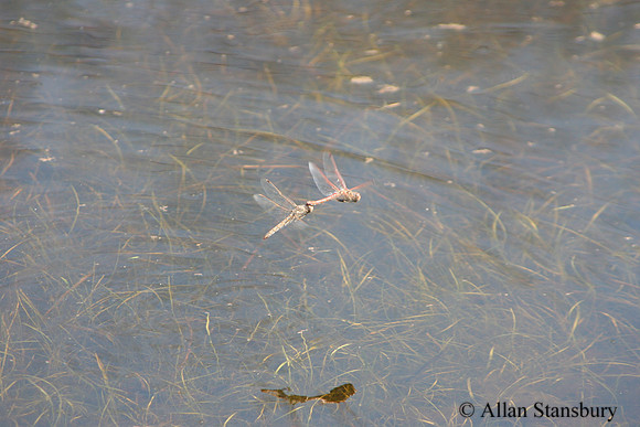 Dragonfly Couple