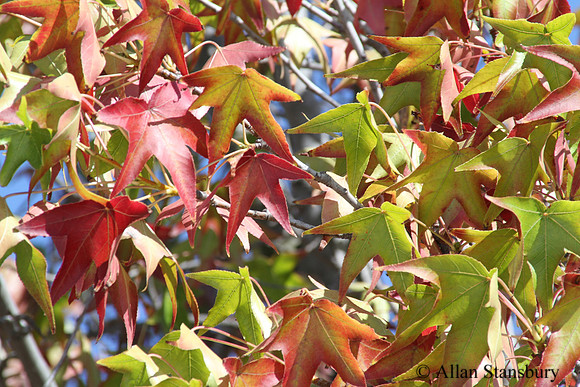 Border Leaves