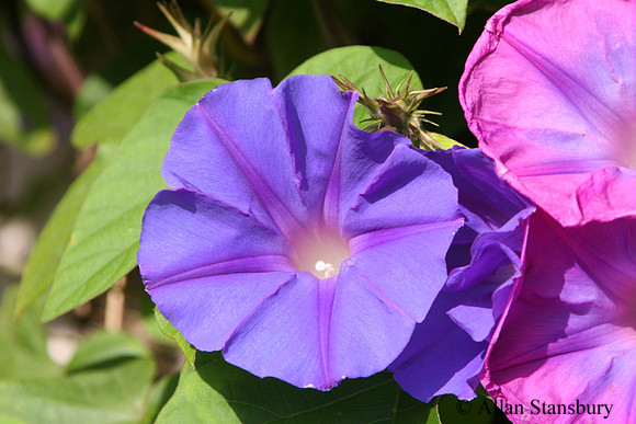 Morning Glory