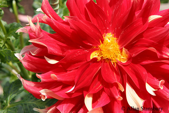 Nick Sr. Dahlia