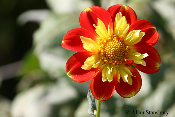 Two Toned Dahlia