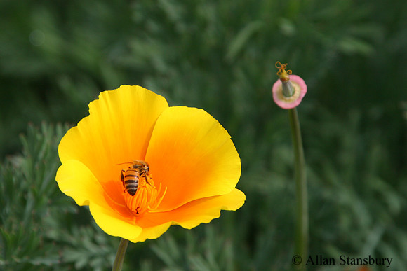 Busy Bee