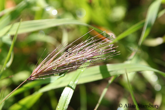 Dew Drops