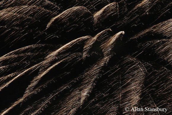 Fireworks Art